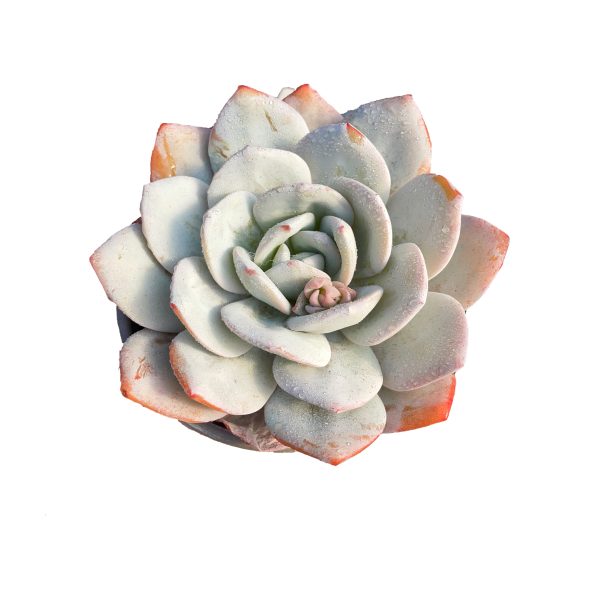 Echeveria Laui