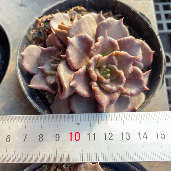 Echeveria 'Super Bowl' - Image 6