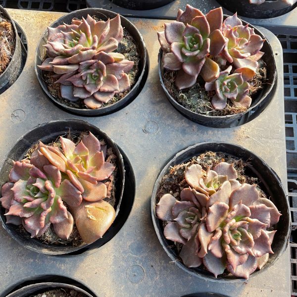 Echeveria 'Super Bowl' - Image 5