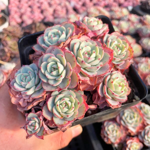 Echeveria Atlantis - Image 3