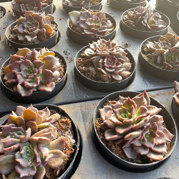 Echeveria 'Super Bowl' - Image 7