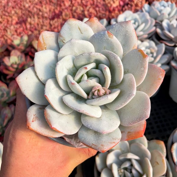 Echeveria Laui - Image 2