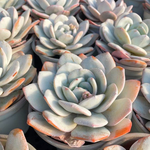 Echeveria Laui - Image 4