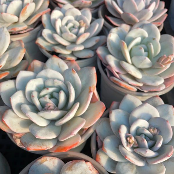 Echeveria Laui - Image 6