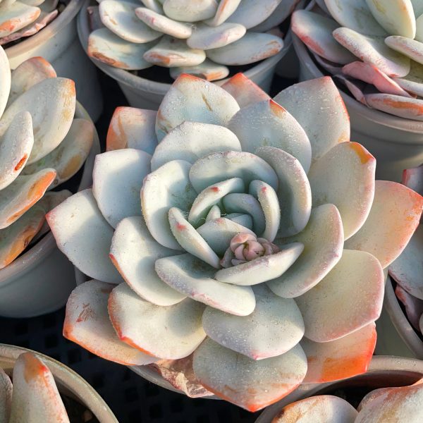 Echeveria Laui - Image 5