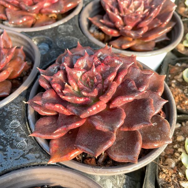 Echeveria 'Super Bowl' - Image 4