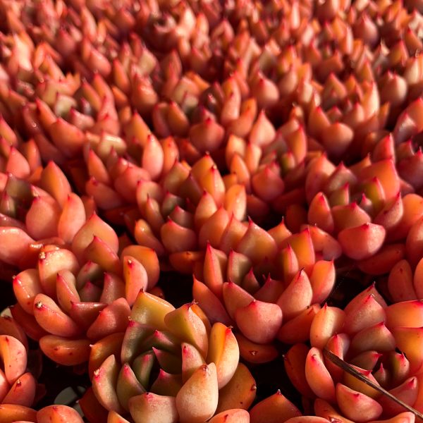 Echeveria Set Seeding - Image 5