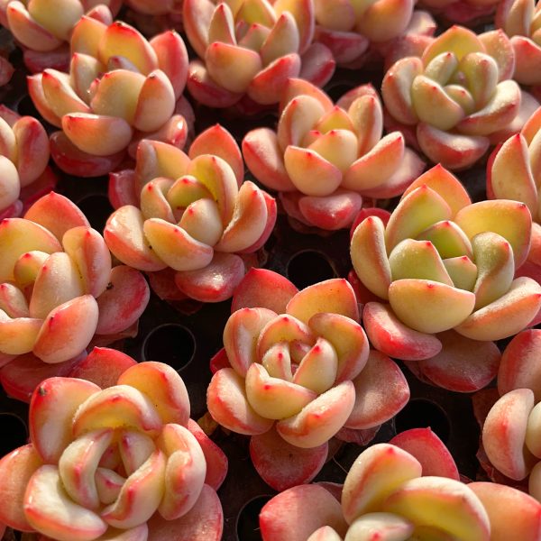 Echeveria Set Seeding - Image 4