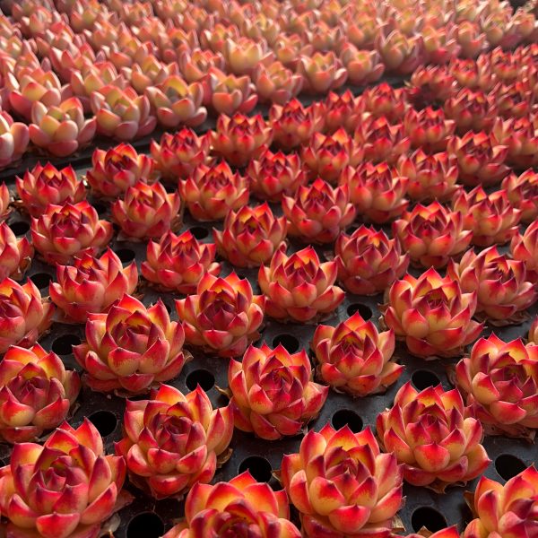 Echeveria Set Seeding - Image 6