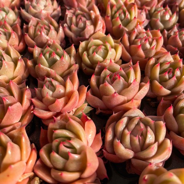 Echeveria Set Seeding - Image 6