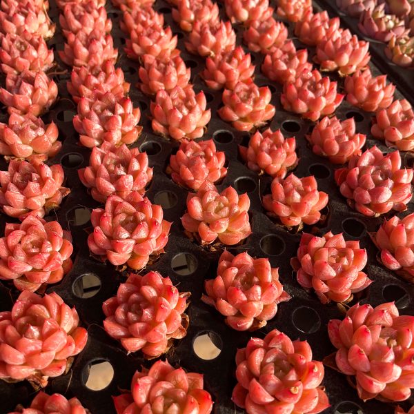 Echeveria Set Seeding - Image 5