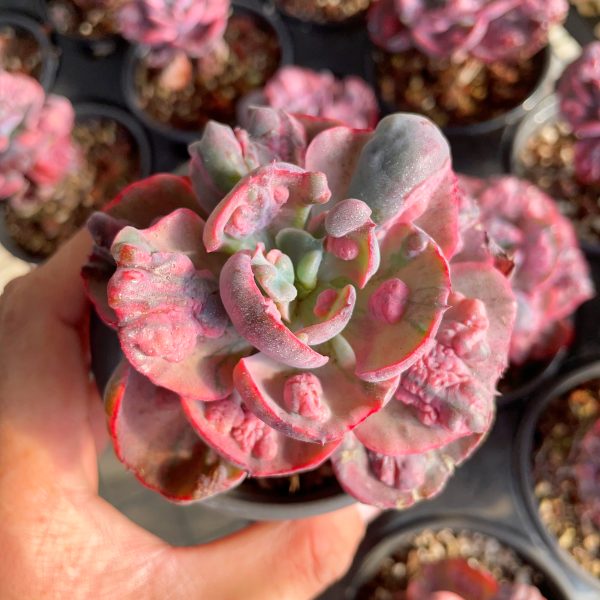 Echeveria Beyonce Var. - Image 3