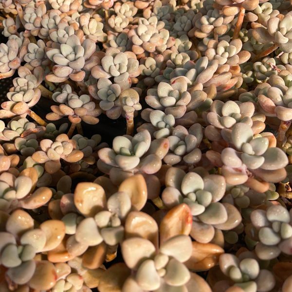 Graptopetalum sp Ellen - Image 6