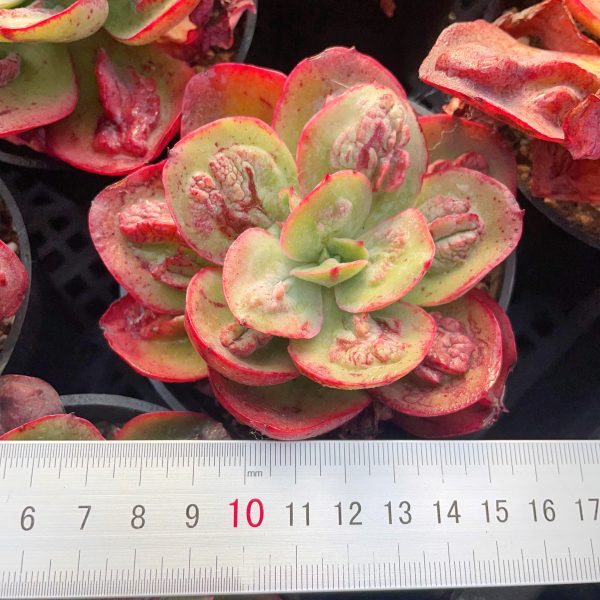 Echeveria nodulosa - Image 4