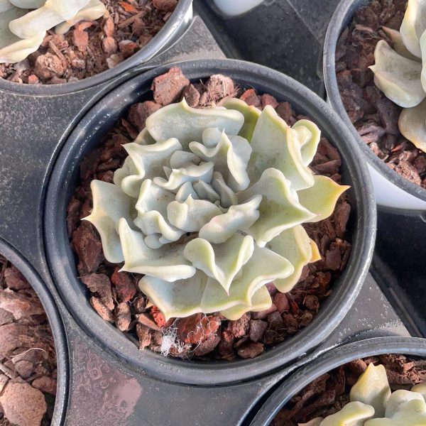 Echeveria Thrilled Pearl - Image 3