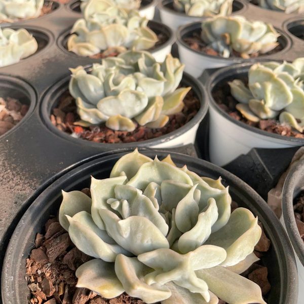 Echeveria Thrilled Pearl - Image 6