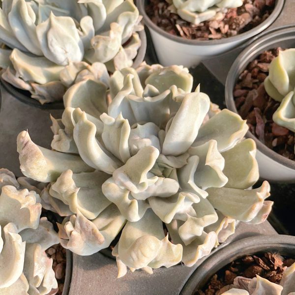 Echeveria Thrilled Pearl - Image 5