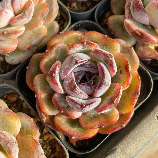 Echeveria 'Dark Opal' - Image 2