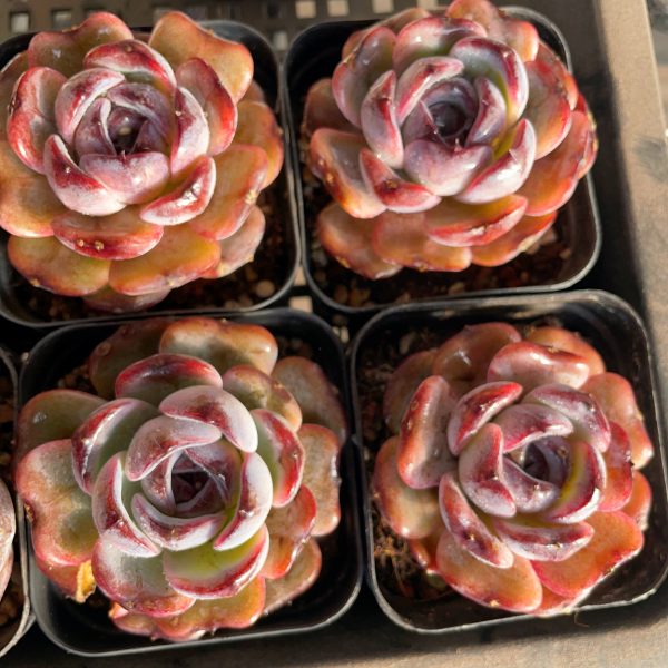 Echeveria 'Dark Opal' - Image 4