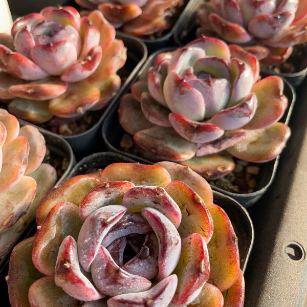 Echeveria 'Dark Opal' - Image 3