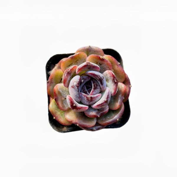 Echeveria 'Dark Opal'