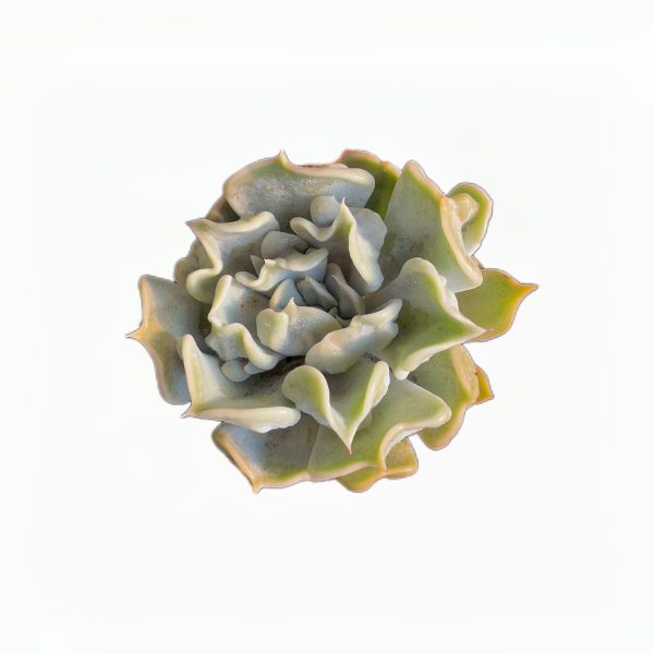 Echeveria Thrilled Pearl