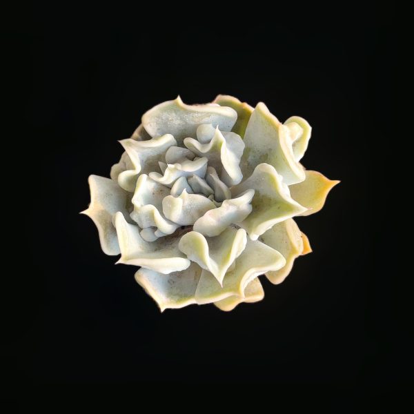 Echeveria Thrilled Pearl - Image 2