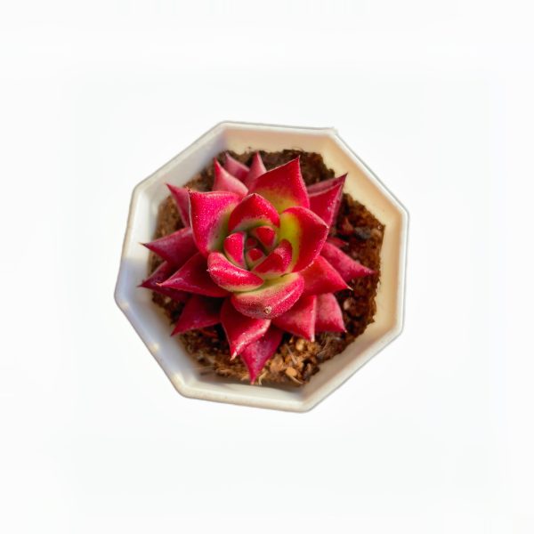 Echeveria Red Knight