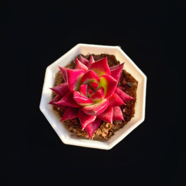 Echeveria Red Knight - Image 2