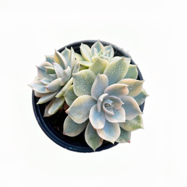 Echeveria desmetiana L.De Smet.