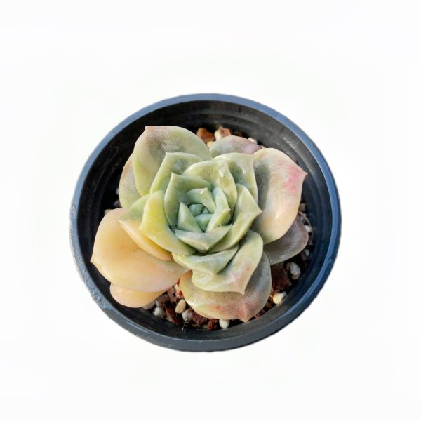 Echeveria Lovely Rose var