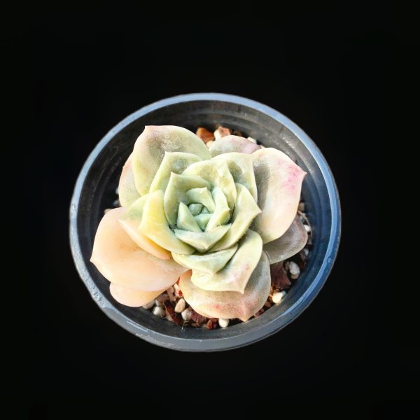 Echeveria Lovely Rose var - Image 2