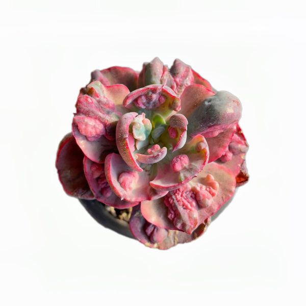 Echeveria Beyonce Var.