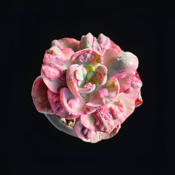 Echeveria Beyonce Var. - Image 2