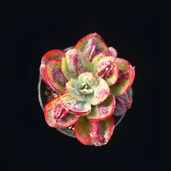 Echeveria nodulosa - Image 2