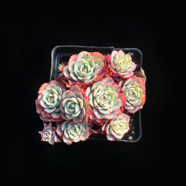 Echeveria Atlantis - Image 2