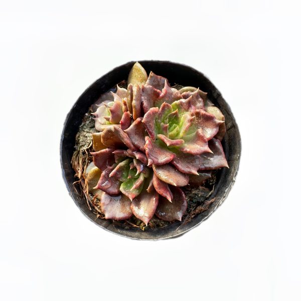 Echeveria 'Super Bowl'