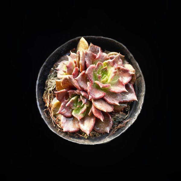 Echeveria 'Super Bowl' - Image 2