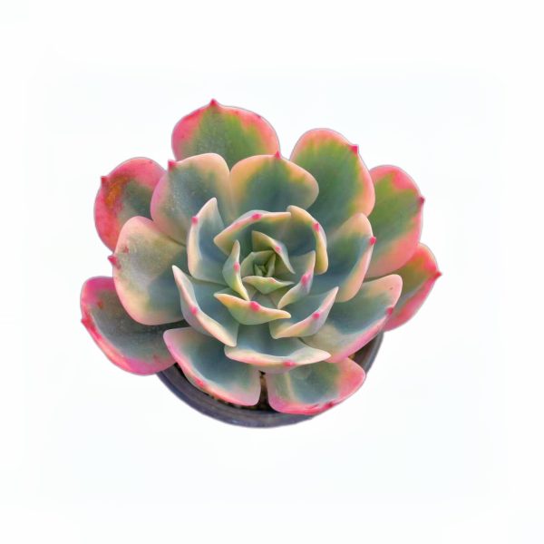 Echeveria Imbricata Var.