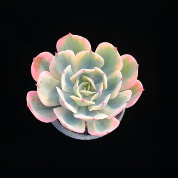 Echeveria Imbricata Var. - Image 2