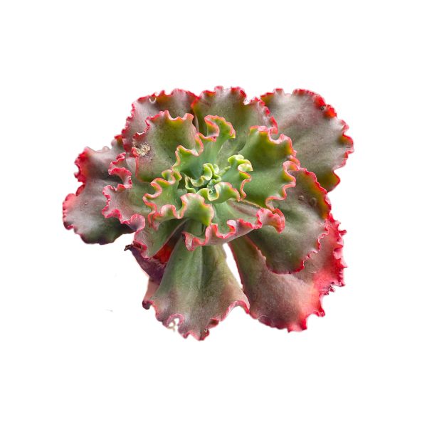 Echeveria Ellis