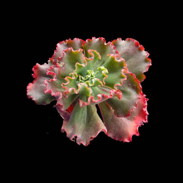 Echeveria Ellis - Image 2