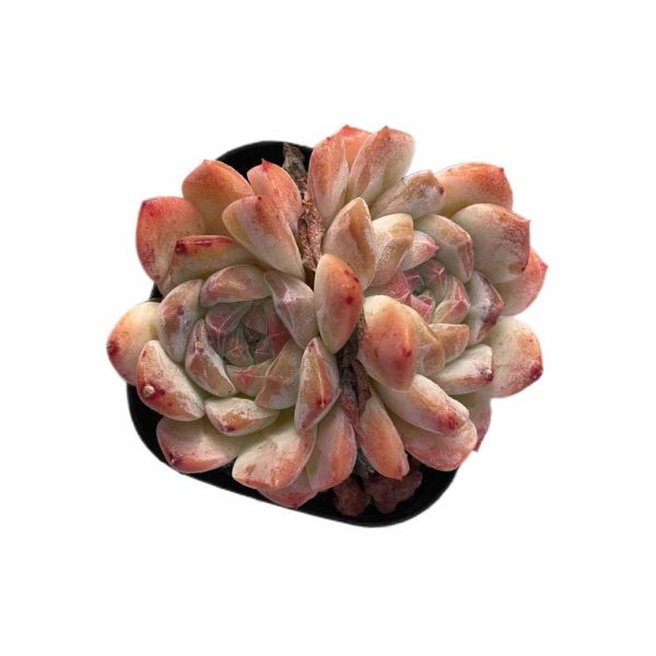 Echeveria The Moon