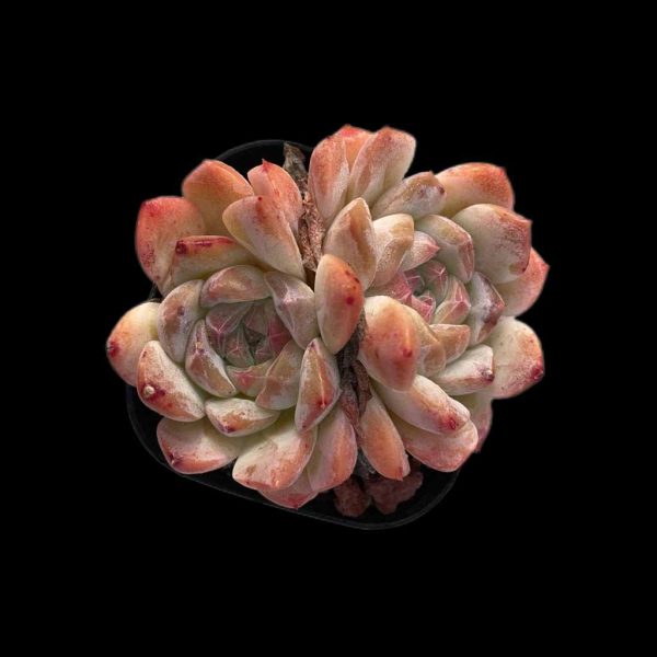 Echeveria The Moon - Image 2