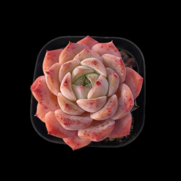 Echeveria Xiaohuarong - Image 2