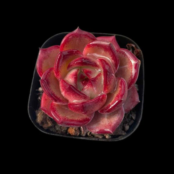 Echeveria Daredevil - Image 2