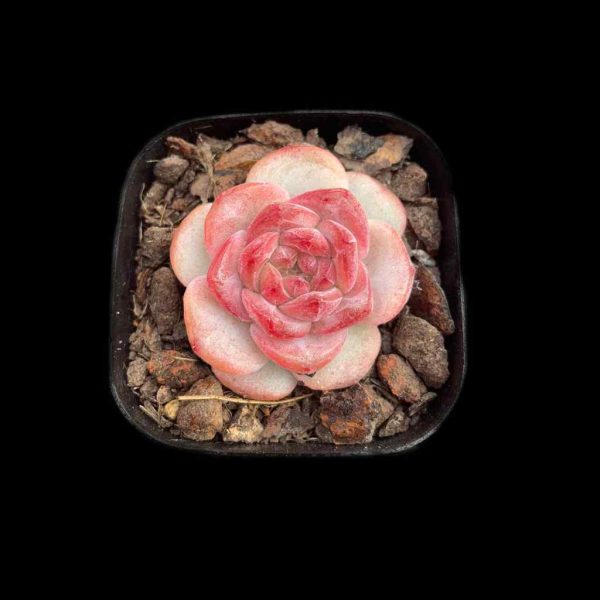 Echeveria Snow Lutos - Image 2