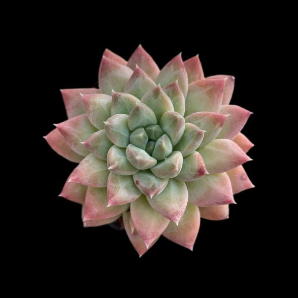 Echeveria Popcorn - Image 2