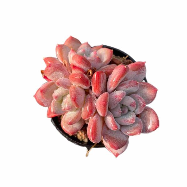 Echeveria Crystal Amber