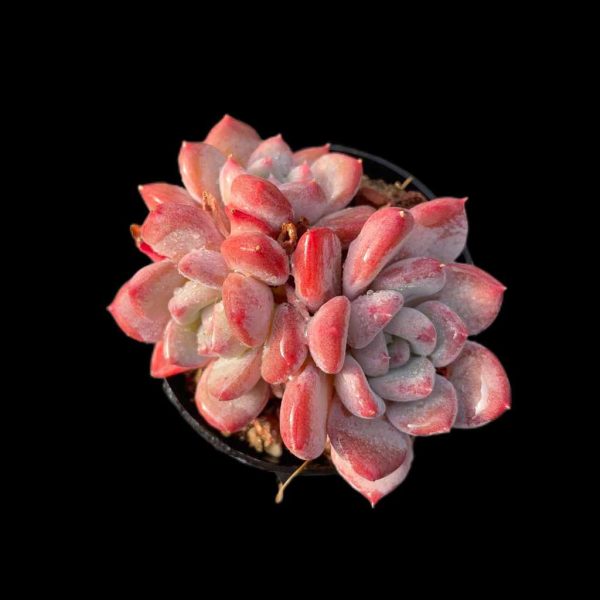 Echeveria Crystal Amber - Image 2